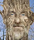 Woody